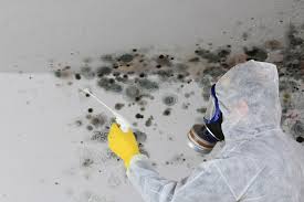 Environmental Consulting for Mold Prevention in Allendale, SC